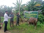 Baraya Maung Parahyangan (BMP) Serahkan Bantuan 10 Ekor Sapi ,Diwakili Oleh Dandim 1403/Plp ke Warga Desa Botta