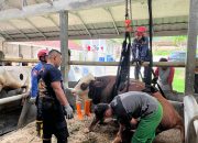 Sapi 500 Kilogram Dievakuasi Petugas Damkar Cianjur