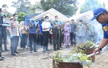 BNNK Cianjur Musnahkan 75 Pohon Khat di Kawasan TNGGP, Tegaskan Bahaya Katinon Golongan I