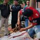Perumdam Tirta Mukti Cianjur Tebar Kepedulian, Sembelih Hewan Kurban dan Bagikan Daging kepada Warga
